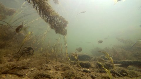 River fishes in natural habitat, fishes in river underwater, flock of small and big fishes, gudgeon, common nase, sneep , sunbleak, chub, shallow water, river current, underwater plants