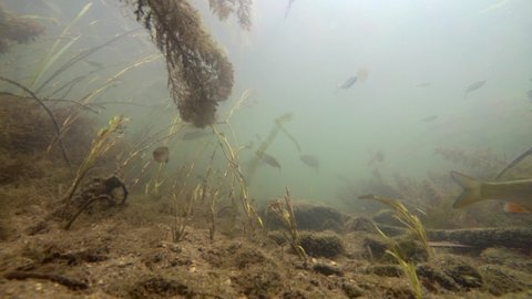 River fishes in natural habitat, fishes in river underwater, flock of small and big fishes, gudgeon, common nase, sneep , sunbleak, chub, shallow water, river current, underwater plants