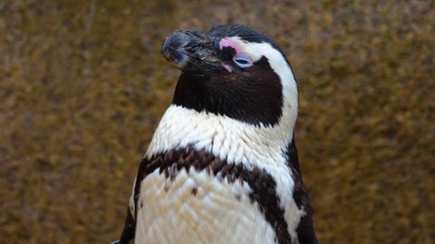 Close up of Humboldt penguin head closing his eyes	
