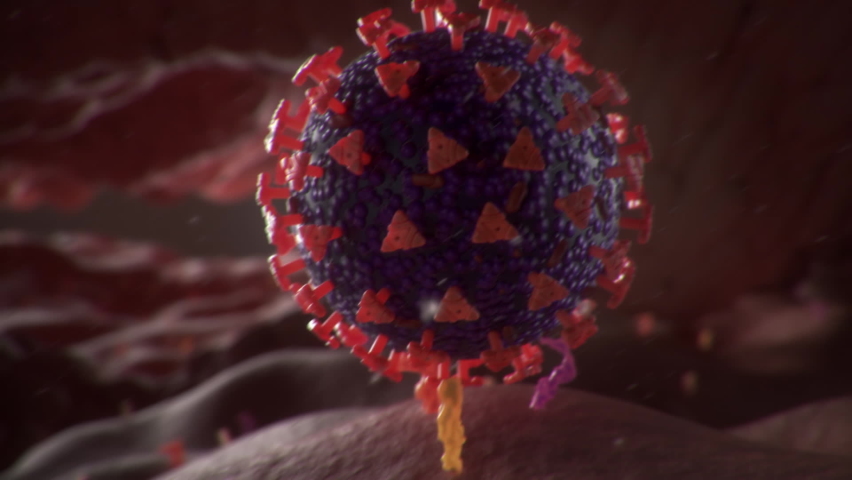 3D Animation: SARS-CoV-2 virus transmission leading to COVID-19 | Shutterstock HD Video #1064242609