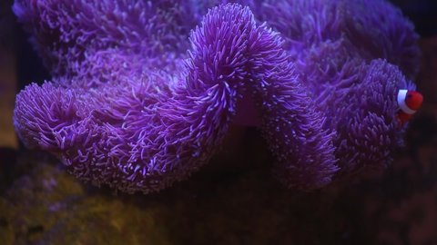 Sea Anemone in a marine aquarium with Nemo fish