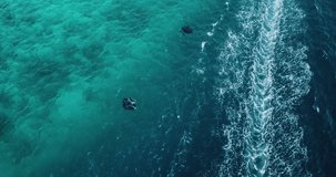 Aerial view of a stingray in the turquoise waters of Laquedivas Sea, Maldives. High quality 4k footage