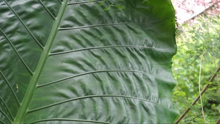 Close up A large taro leaf is blowing in the wind In the middle there are ants looking for food,coconut tree windblown leaves