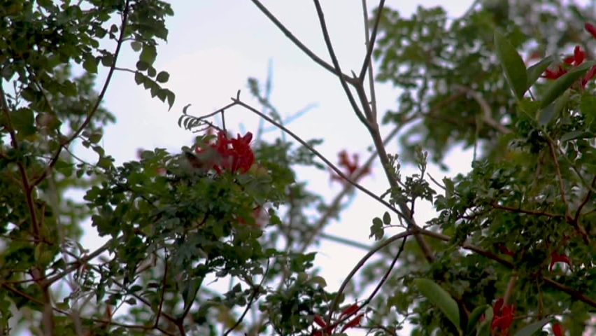 Tiny hummingbird drinking from a red flower. It flies around and lands on a thin branch.