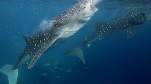 Big whale shark (Rhincodon typus) feeding on plancton behind boat at night and swims in blue water in Maldives,Bohol Sea, Oslob, Cebu, Philippines, Southeast Asia.