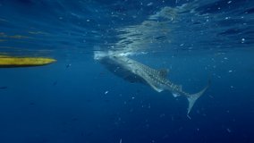 Big whale shark (Rhincodon typus) feeding on plancton behind boat at night and swims in blue water in Maldives, Bohol Sea, Philippines, Southeast Asia. Underwater video.