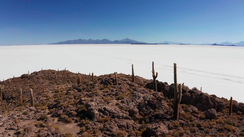 Big cactus on Incahuasi island, salt flat Salar de Uyuni, Altiplano, Bolivia. Aerial view