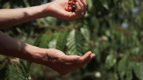 Farmer hands holding red coffee beans. Farmer harvesting coffee beans, coffee tree plantation, Vietnam, Asia. Authentic real video of farming in Asia. Coffee crop.