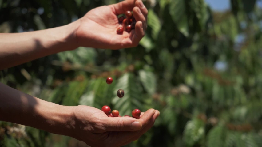 Farmer hands holding red coffee beans. Farmer harvesting coffee beans, coffee tree plantation, Vietnam, Asia. Authentic real video of farming in Asia. Coffee crop. Royalty-Free Stock Footage #1064253961