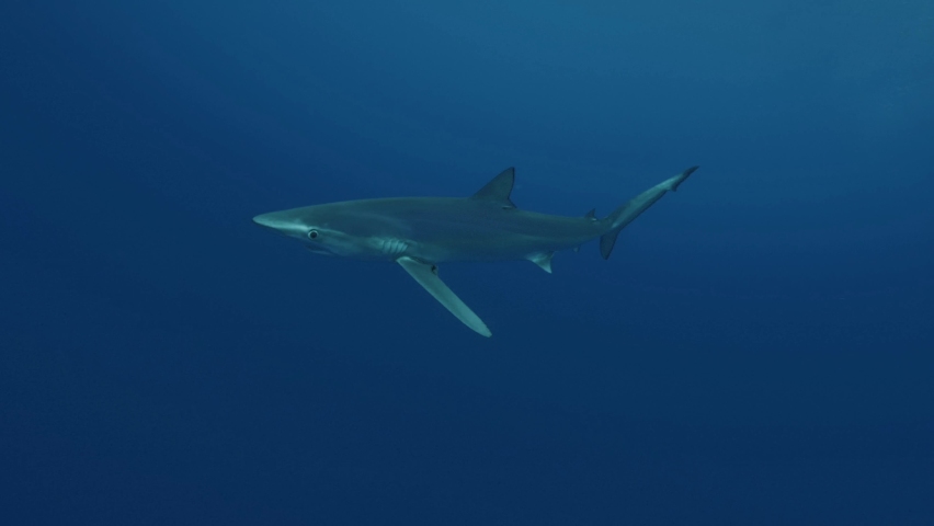Blue Sharks getting close in clear water of the atlantic ocean arround the island of Pico, Azores