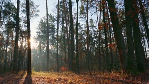 Orange oak leaves slowly fall to the ground from the tree. Gorgeous autumn forest during sunset, sun comes out from behind tree trunk. High quality, slow motion, UHD