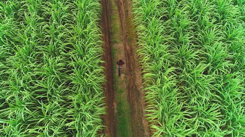 agriculture smart farming technology - industry 4.0.Concept of Sugarcane Harvesting and Planting with Technology and smart farming. man farmer using digital tablet at Sugar Cane Plantation.