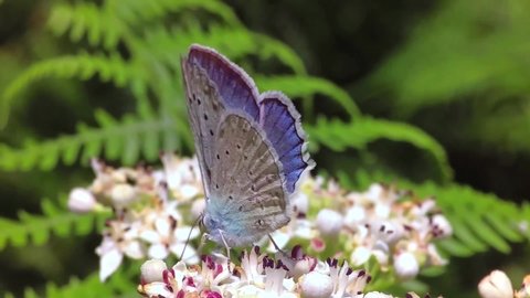 The Osiris blue butterfly (Cupido osiris)