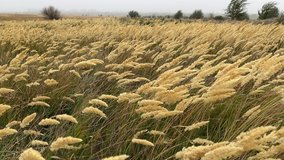 The reeds flutter in strong wind. Steppe grasses in an autumn overcast field bend under a hurricane. bad weather. Storm wind in Rostov region of Volgodonsk, Russia. Slow-motion video. Copy space