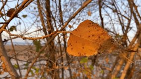 Single yellow poplar leaf sways in wind in rays of setting sun, and cold autumn landscape is visible through leaves. Nature of South of Russia. Close up. Slow-motion video. Onset of cold weather