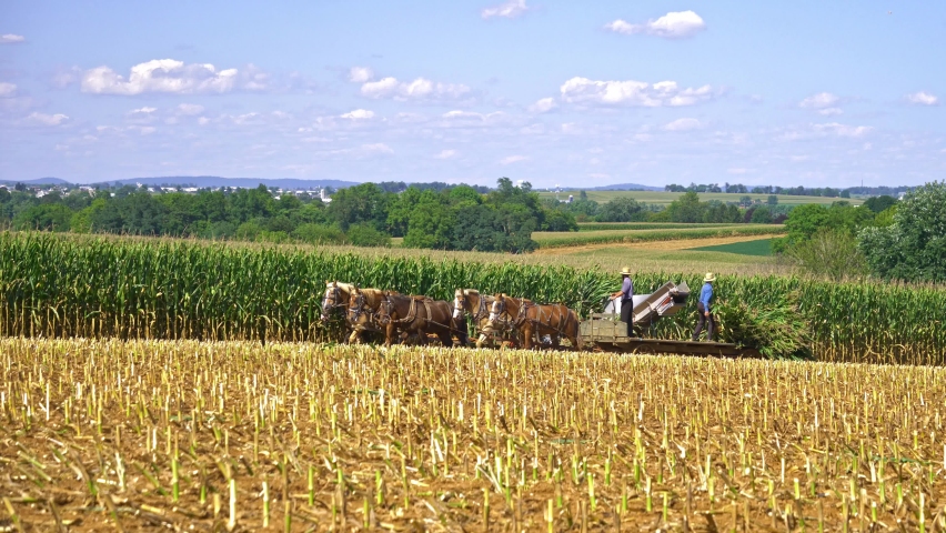 An Amish Family Harvesting Corn Crop using 6 Horses and Old Farm Equipment
 Royalty-Free Stock Footage #1064270329