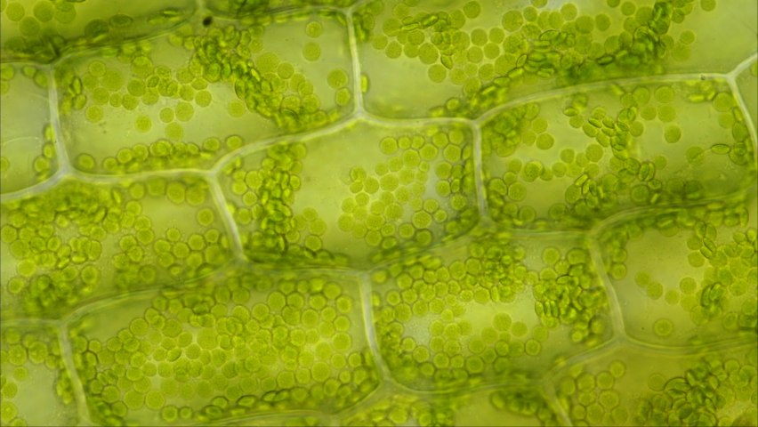 Living plant cells (Elodea) under the microscope. Photosynthesis takes place in green organelles, chloroplasts, that circle in the cell for optimal light exposure and store  chlorophyll. 4K time lapse Royalty-Free Stock Footage #1064273593