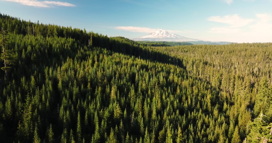 Mount Adams Washington Aerial Drone over Forest Pine Trees
