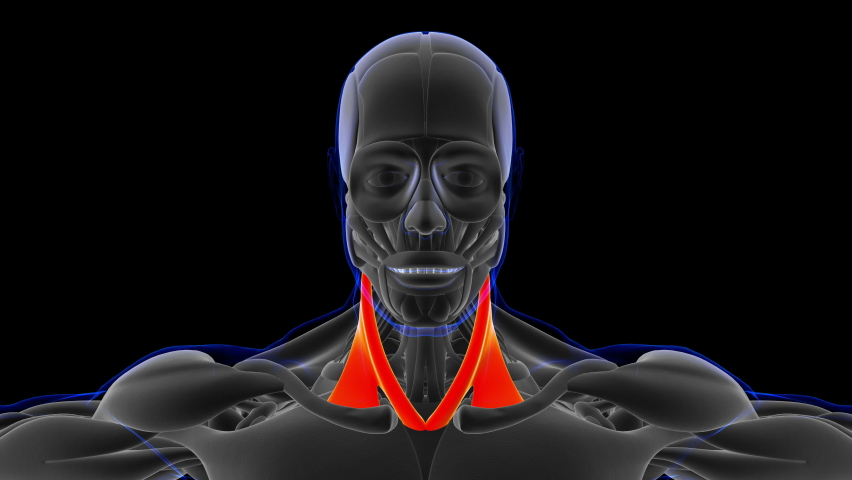 Sternocleidomastoid Muscle Anatomy For Medical Concept Loopable animation 3D Illustration Royalty-Free Stock Footage #1064278507