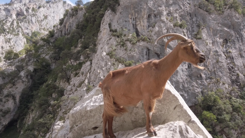 DOLLY SHOT - A brown goat on the Cares Gorge Trail. The Cares Route, placed in the very heart of Picos de Europa National Park, also known as “La Garganta Divina” (The Divine Gorge).