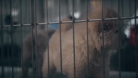 Video of cute puppy dog Chow chow in a cage looking in at the camera.