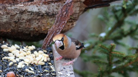 The hawfinch (Coccothraustes coccothraustes) is the largest species of finch native to Europe
