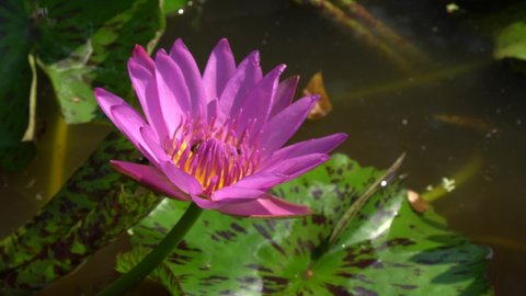 Single bloom Purple violet Lotus flower or Nymphaea nouchali or Nymphaea stellata is a water lily of genus Nymphaea. closeup Nature flowers Footage 4K.