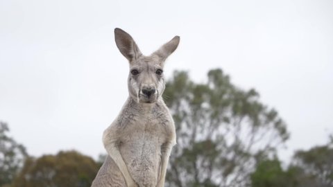 funny kangaroo chewing and staring at the camera