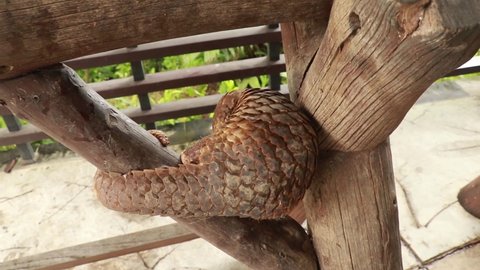 trenggiling climbs over wooden construction. Pangolin Manis javanica hanging on the tail on the wood