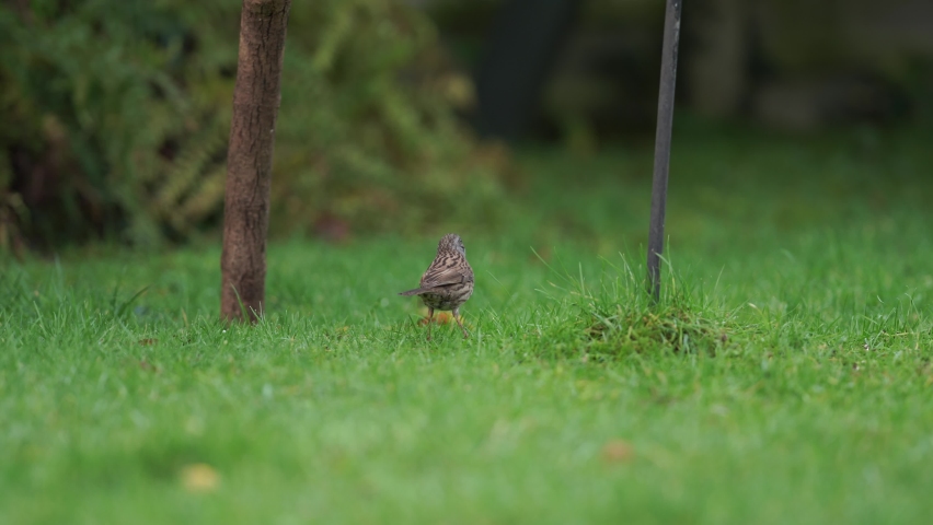 A European dunnock feeds on seeds in the grass