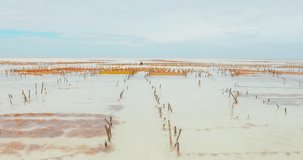 
Beautiful video of algae plantations in the sea with textured sky. Healthy food, an organic product of algae growing in the Indian Ocean in a beautiful scenery.