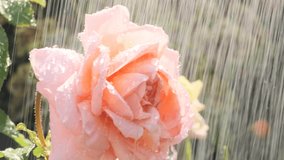 Beauty fresh pink rose flower growing in summer garden and blooming. Watering plants, raindrops on the flower
