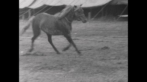 1940s: Backstage circus scenes: bareback horse trots in circle; Costumed female jogs past tent; Various costumed performers pass by in crowd.
