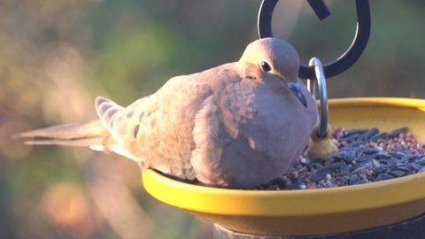 Close up of an American mourning dove eating seeds on the bird feeder