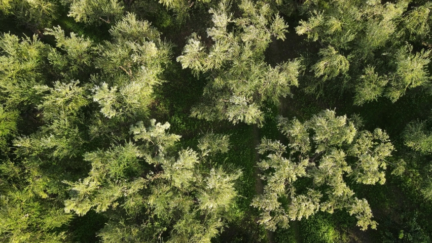 Aerial zoom out of Olive trees  farm field in Mediterranean  farm fields | Shutterstock HD Video #1064313355