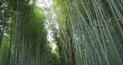Walkthrough of Bamboo Forest Lining Pathway Arashiyama Kyoto Japan 4K HD