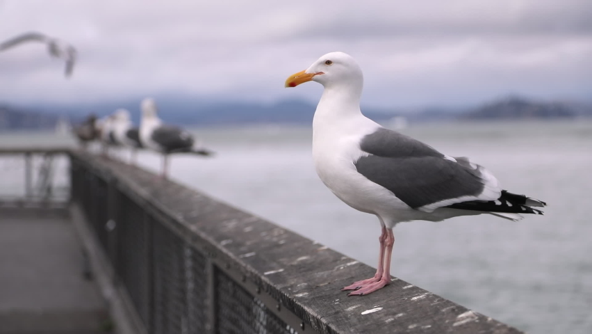 San Francisco, USA. Close-up footage of seagulls on the railing. Wonderful view of Pacific bay. High quality FullHD footage