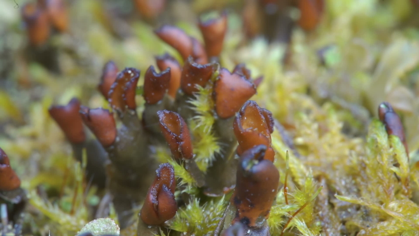 The brown moss on a closer look on the plants in the forest in Estonia
