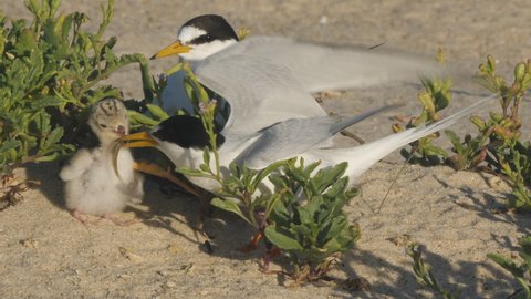 high frame rate clip of an little tern adult bringing a fish to feed a chick on a beach at the entrance in nsw, australia