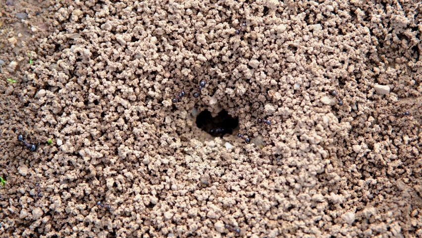 Муравейник черных муравьев grounded. Черные муравьи граундед. База черных муравьев grounded.