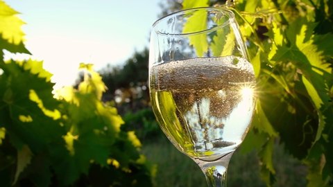 Pouring white wine in the glass on the vineyards at sunset. Sommelier pouring white wine in glass with grape leaves at background. Close-up of filling wine glass with white wine