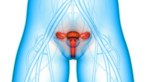 Female Reproductive System with Nervous System and Urinary Bladder Anatomy Animation Concept. 3D