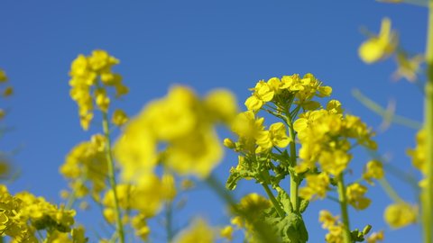 Videotaped with a field of canola blossoms.
Tilt-up shot of canola blossoms.