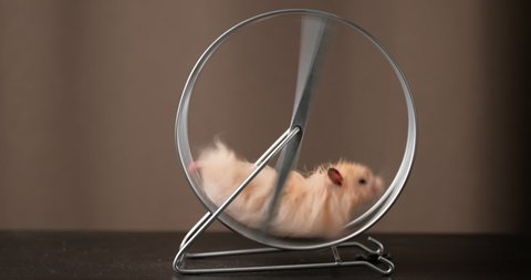 Shaggy hamster runs in a metal wheel