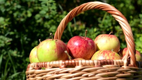 A full basket of ripe red and yellow apples stands in the sun on a green background in the garden, soft focus: harvest concept, natural green background