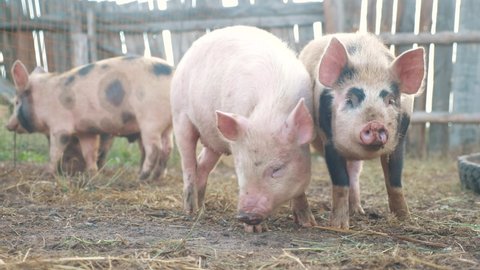 funny pigs sniffing air farming agriculture concept. pig on lifestyle an old farm . adult piglets run in a pen on an old farm
