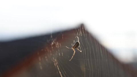A spider building its web near a house in the city