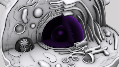 38 Centrosome Stock Video Footage - 4K and HD Video Clips | Shutterstock 38 Centrosome Stock Video Footage - 4K and HD Video Clips | Shutterstock