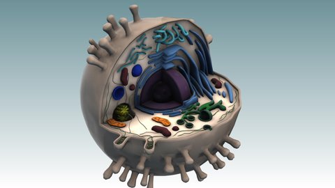 Human Cell rotation zoom out - 3d animation model on a gradient background