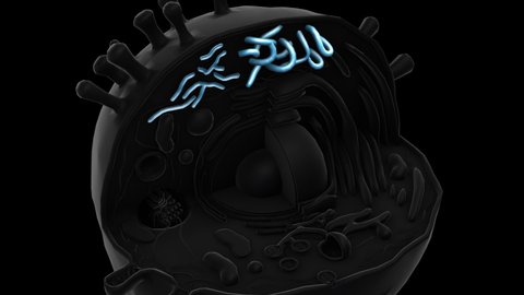 Human Cell rotation - Smooth endoplasmic reticulum - 3d animation model on a black background